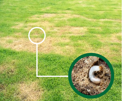 how to get rid of grubs in lawn michigan