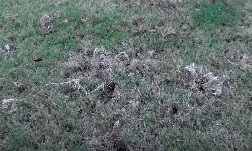 home pest control services michigan